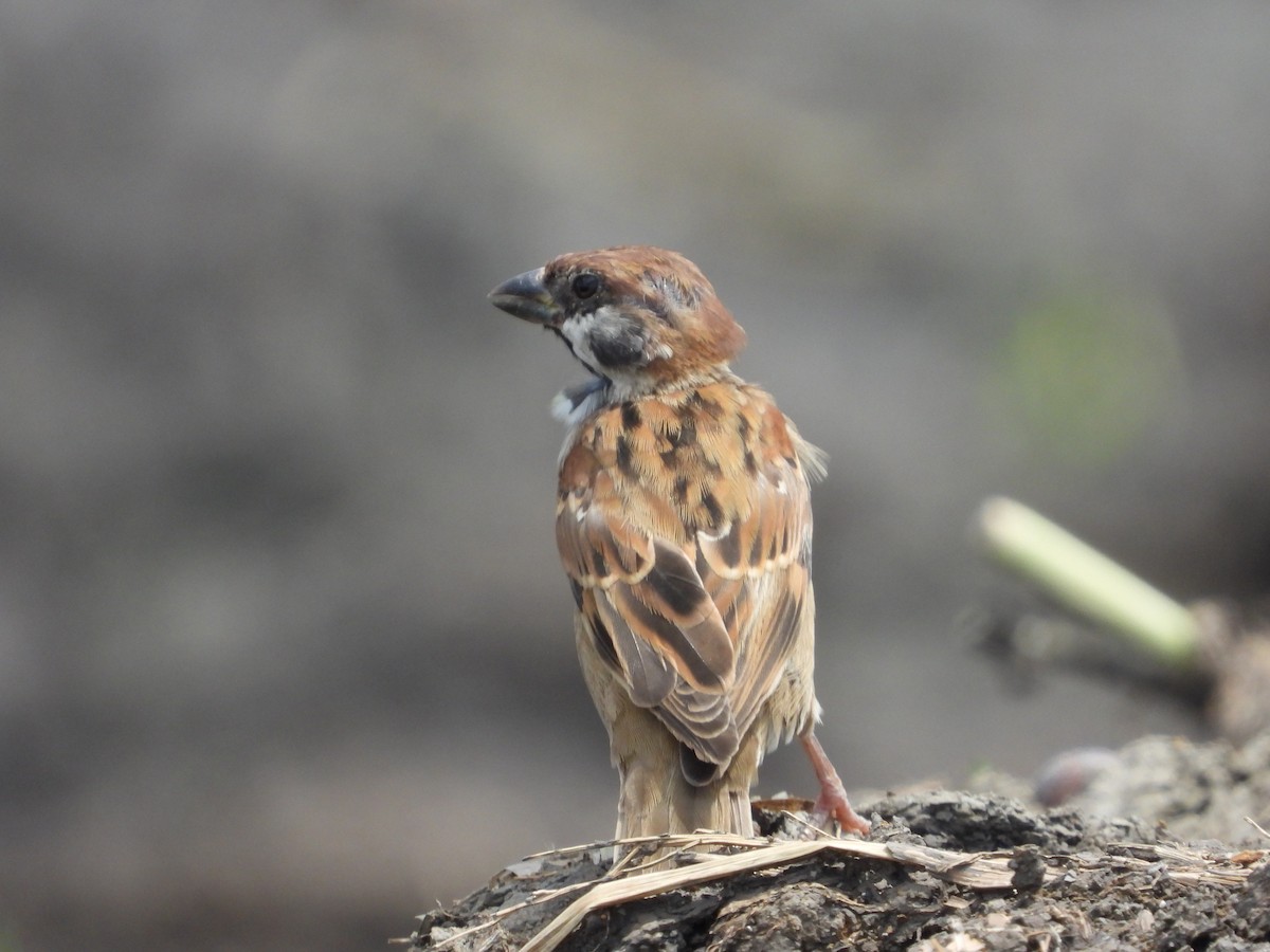 Eurasian Tree Sparrow - ML571111351