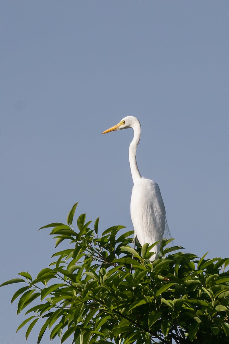 Great Egret - ML571112341