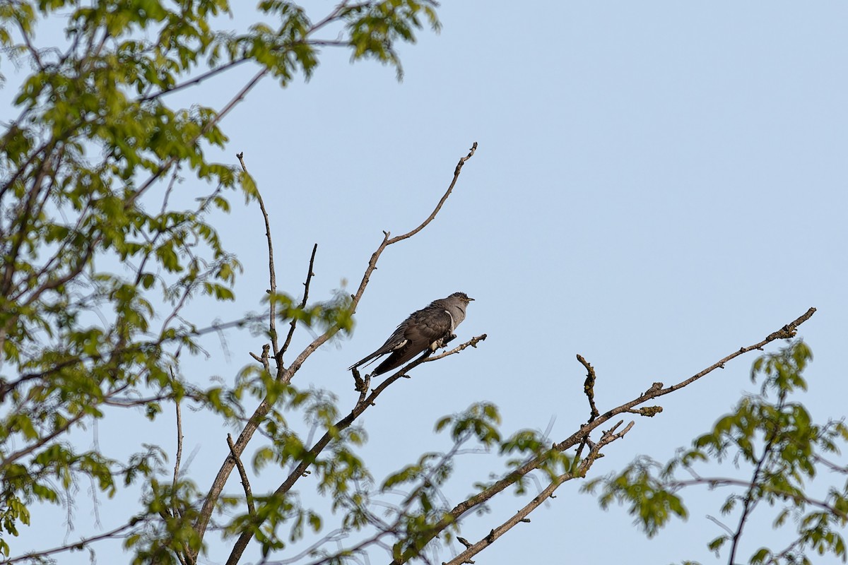 Common Cuckoo - ML571112361