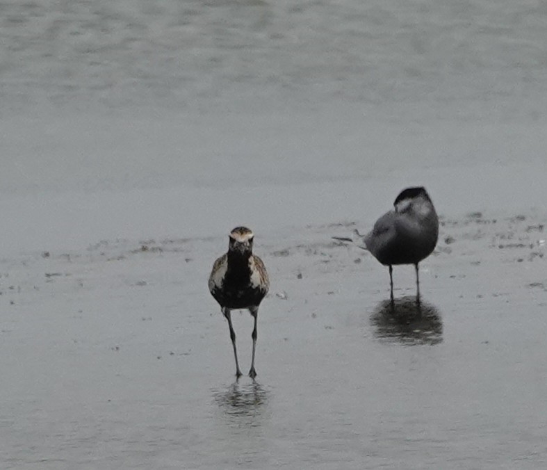 Pacific Golden-Plover - ML571112581