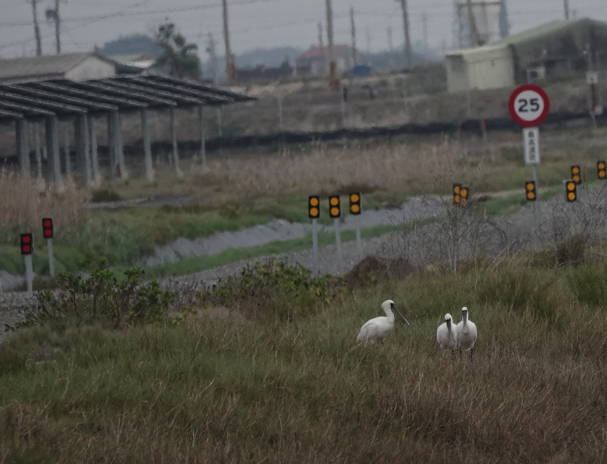 Black-faced Spoonbill - ML571112731