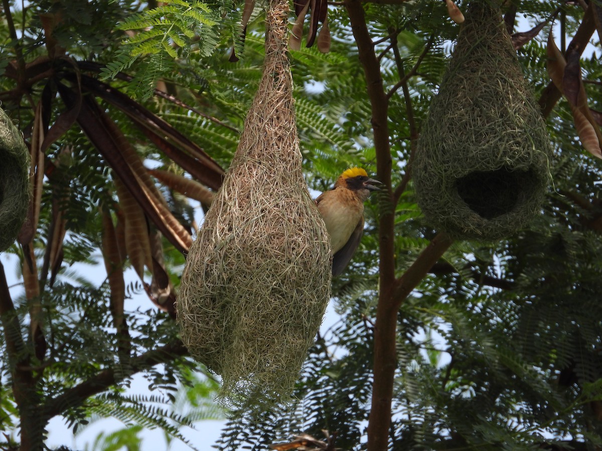 Baya Weaver - ML571112751