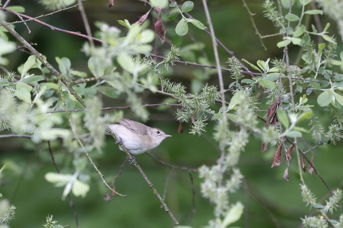 Garden Warbler - ML571112791