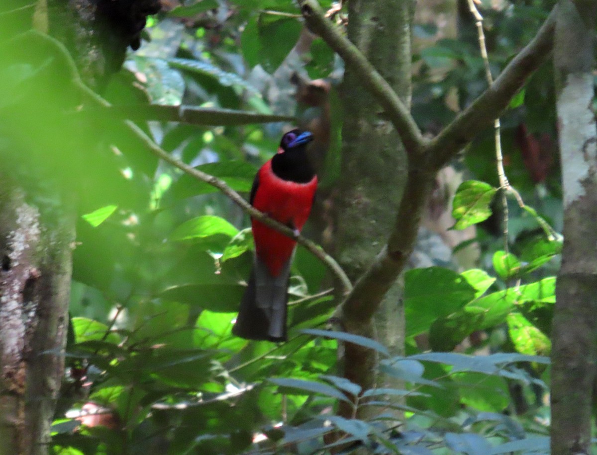 trogon obojkový - ML571112981