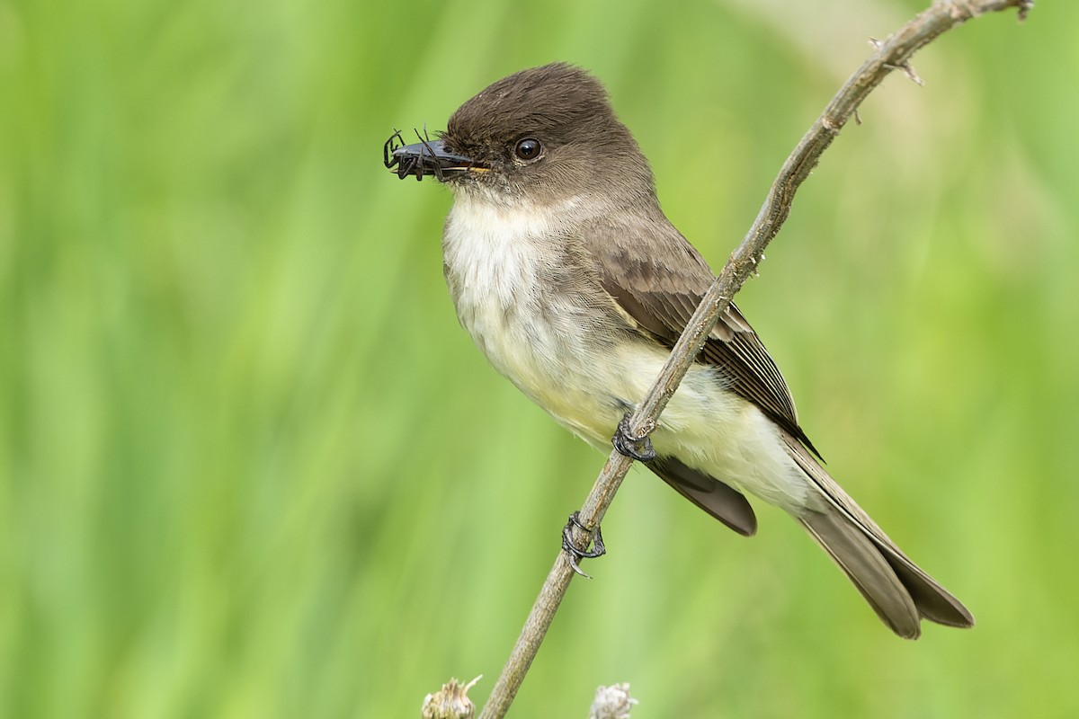 Eastern Phoebe - ML571113371