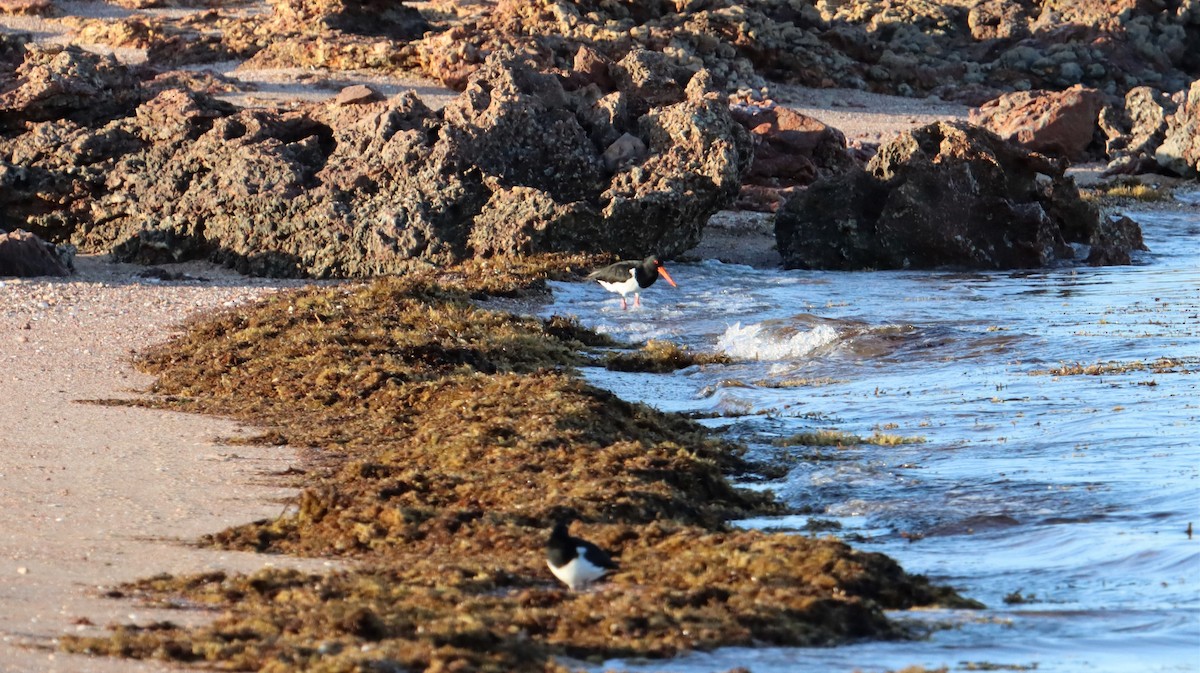 Pied Oystercatcher - ML571113551
