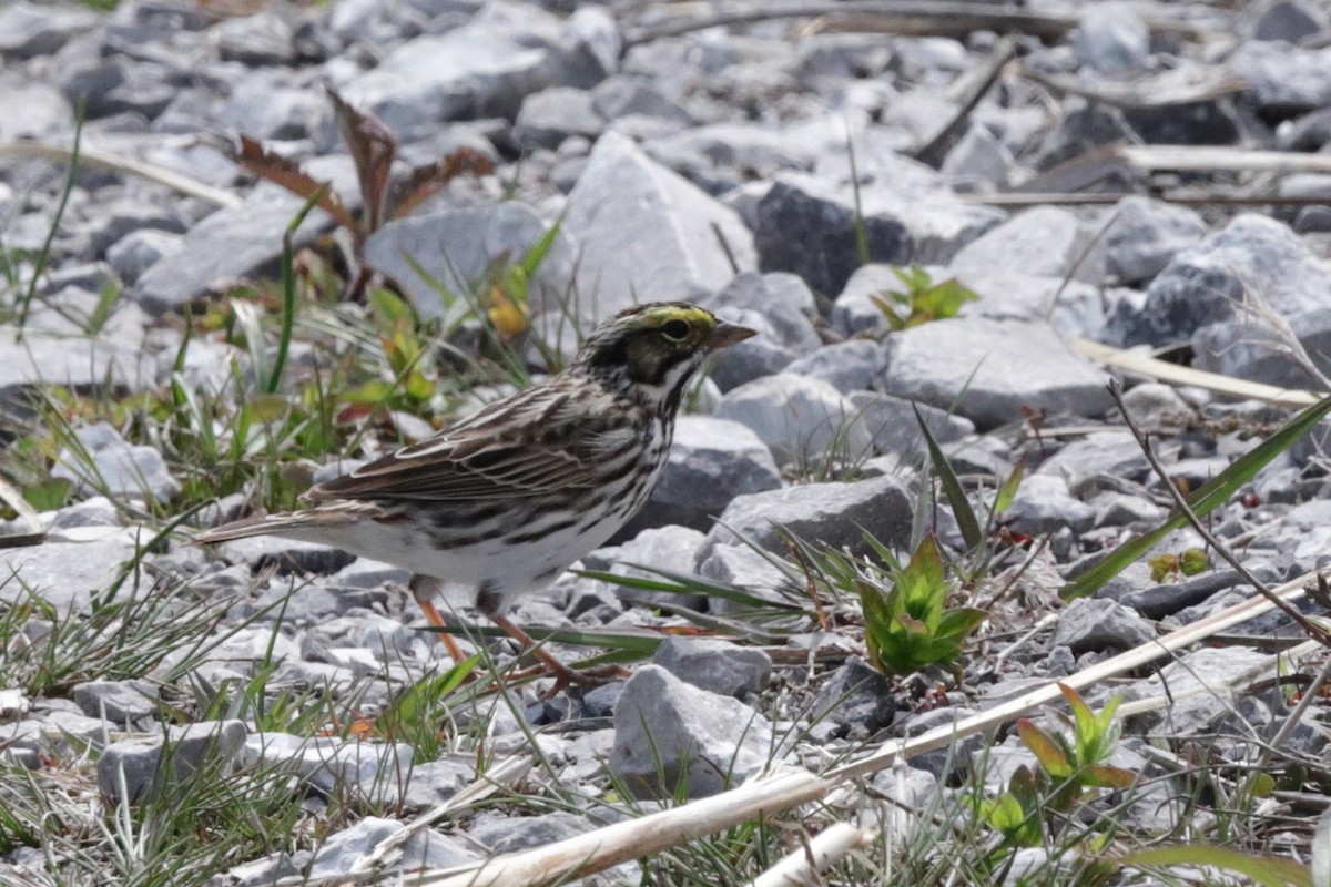 Savannah Sparrow - ML571113621