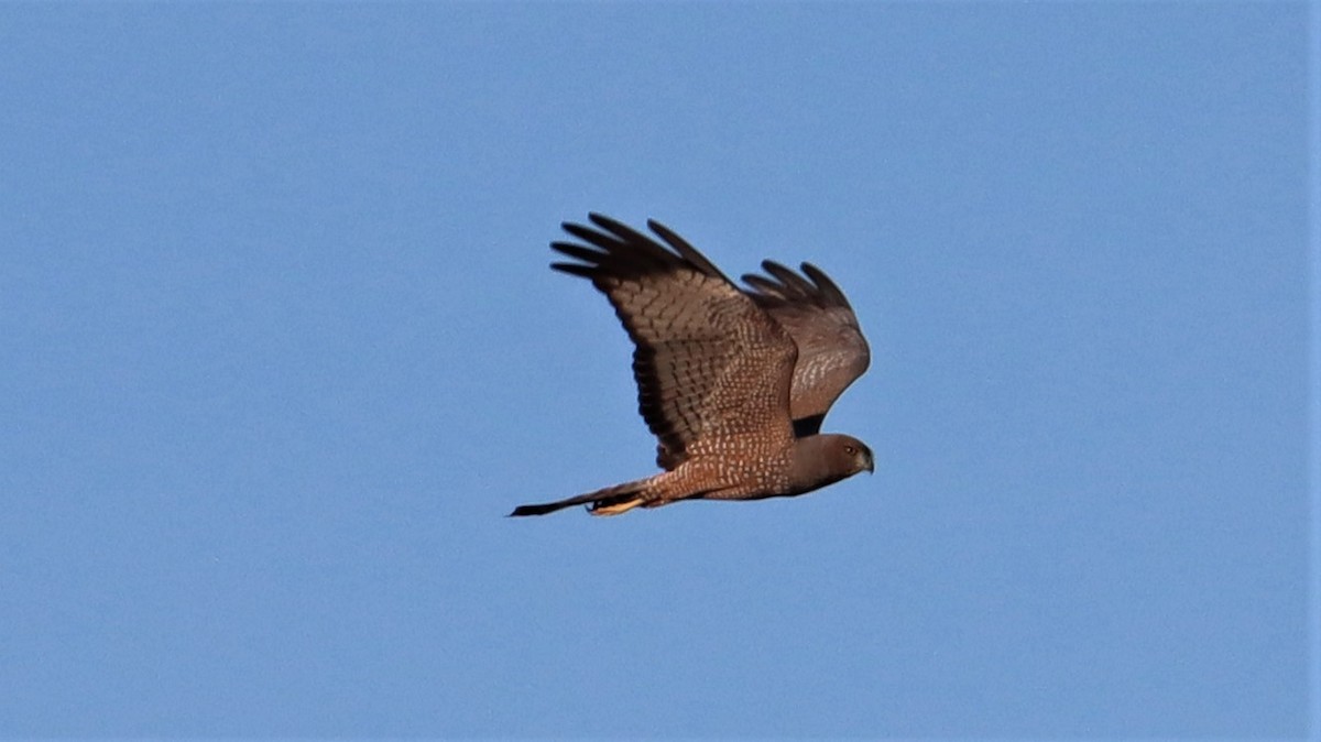 Spotted Harrier - ML571113701