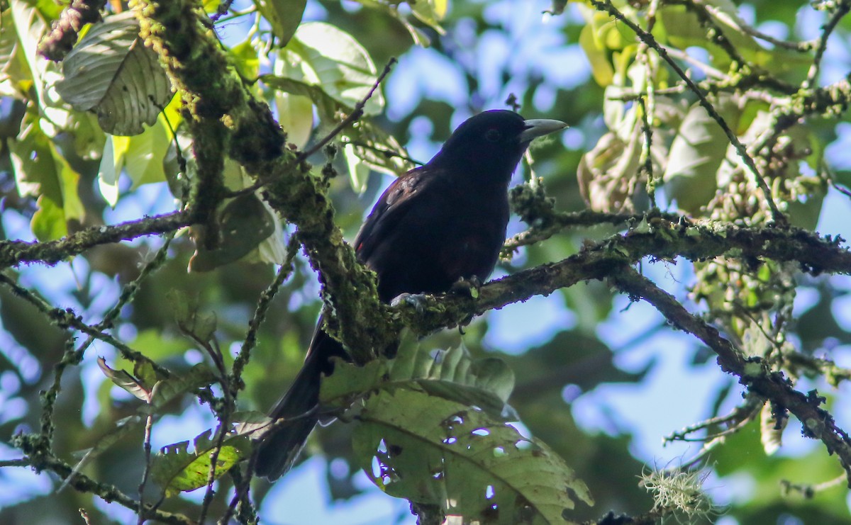 Javan Oriole - Wade Strickland