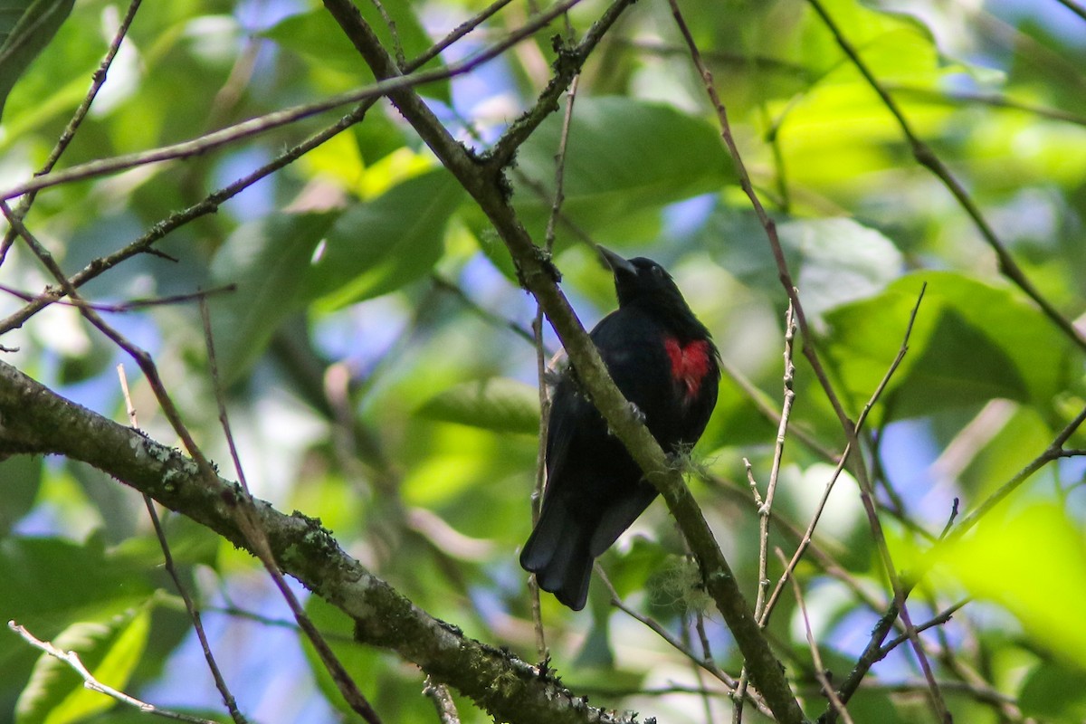 Javan Oriole - Wade Strickland