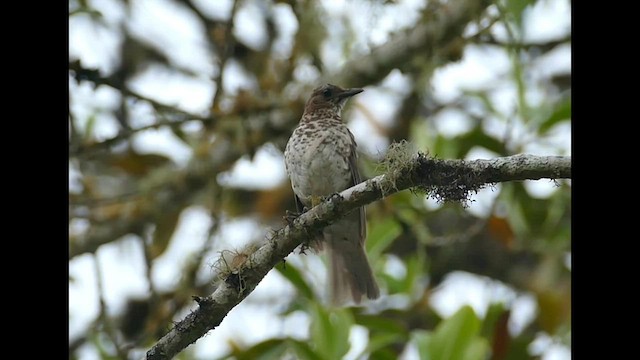 Marañon Thrush - ML571114781