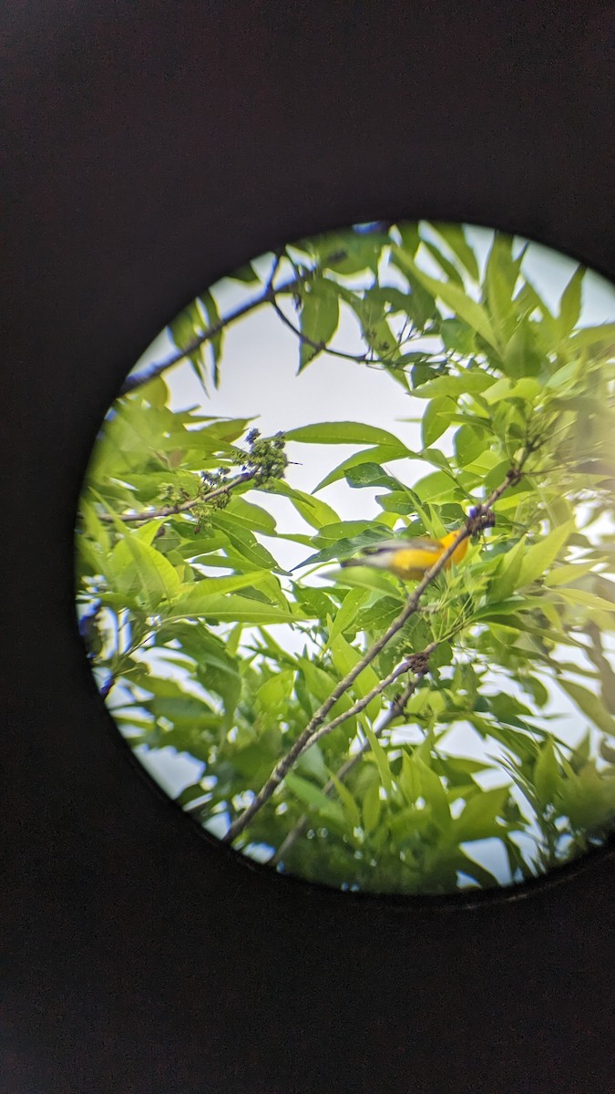 Zitronenwaldsänger - ML571116411