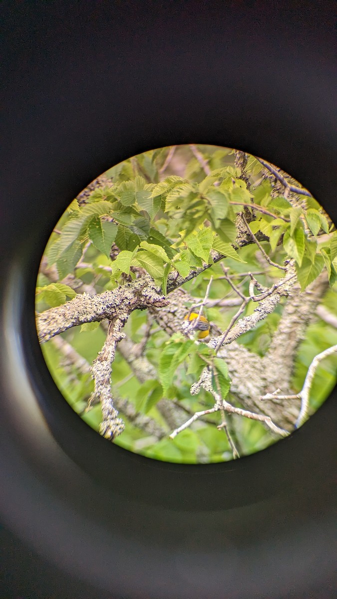 Zitronenwaldsänger - ML571116431