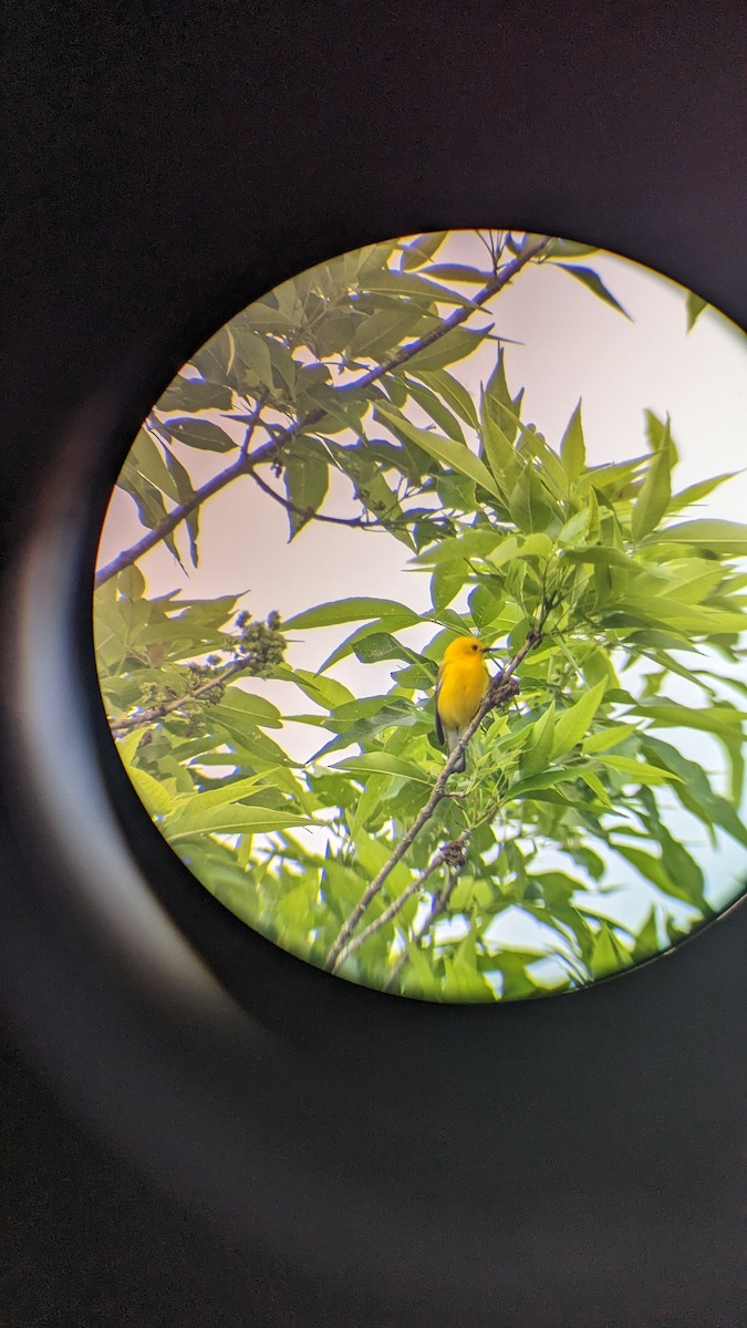 Zitronenwaldsänger - ML571116441