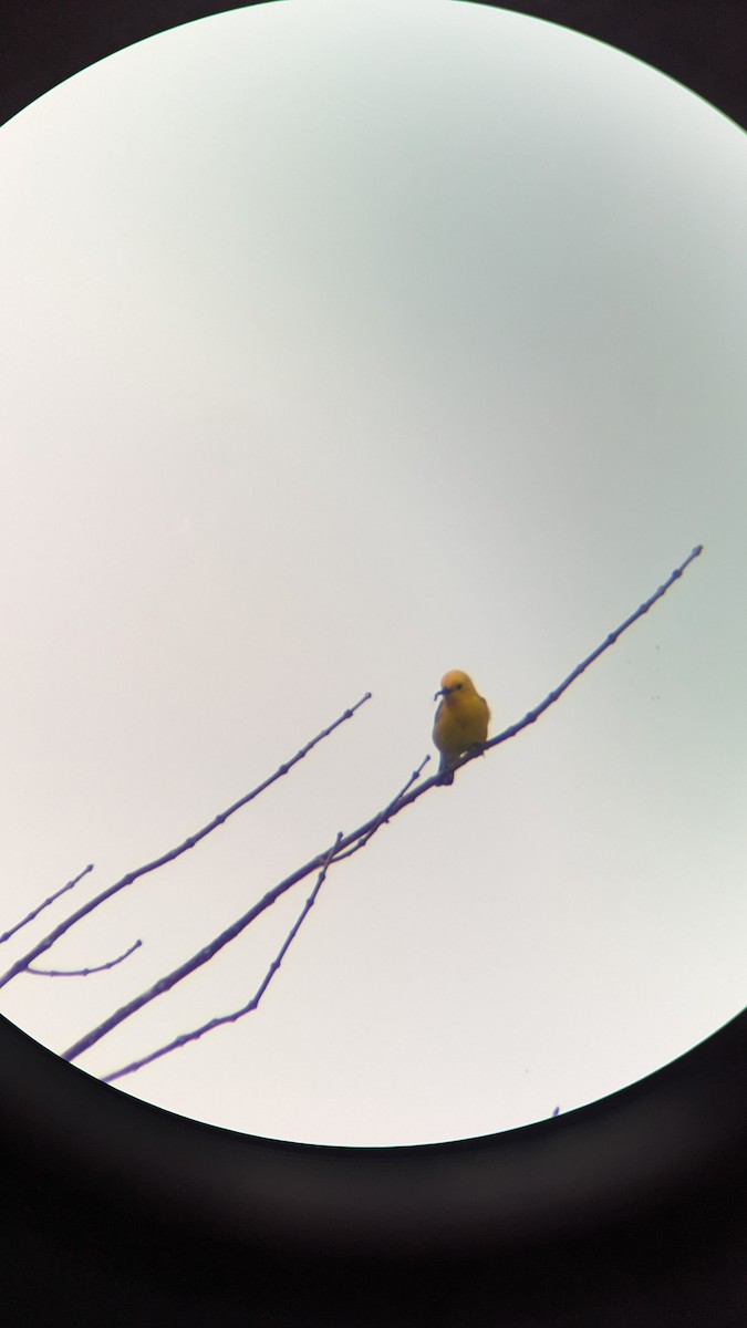 Zitronenwaldsänger - ML571116451