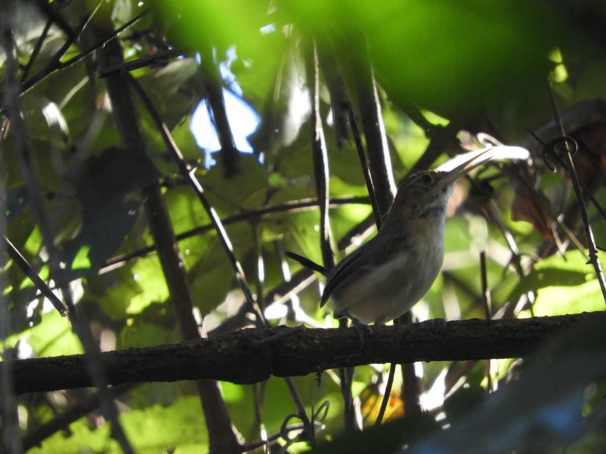 Chattering Gnatwren - ML571116771