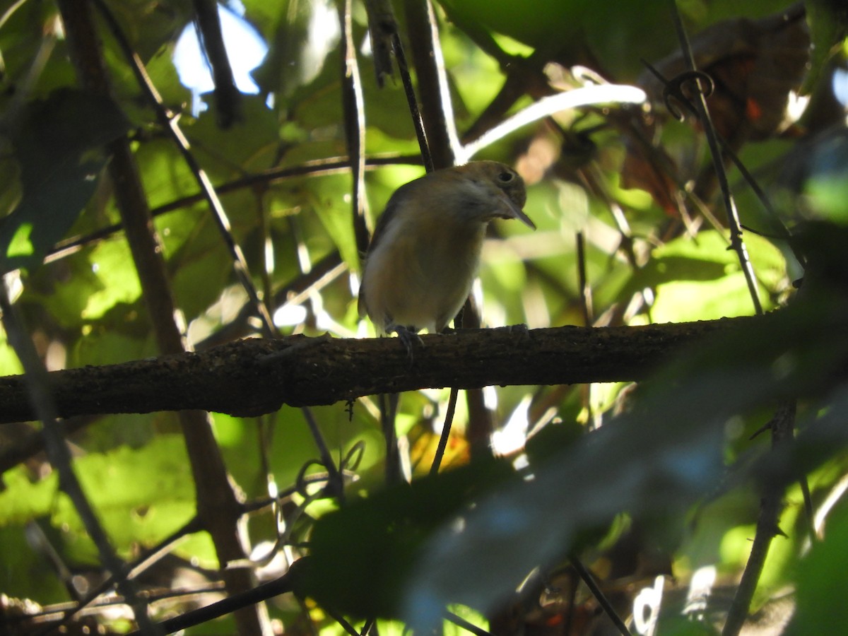 Chattering Gnatwren - Wendell Goulart