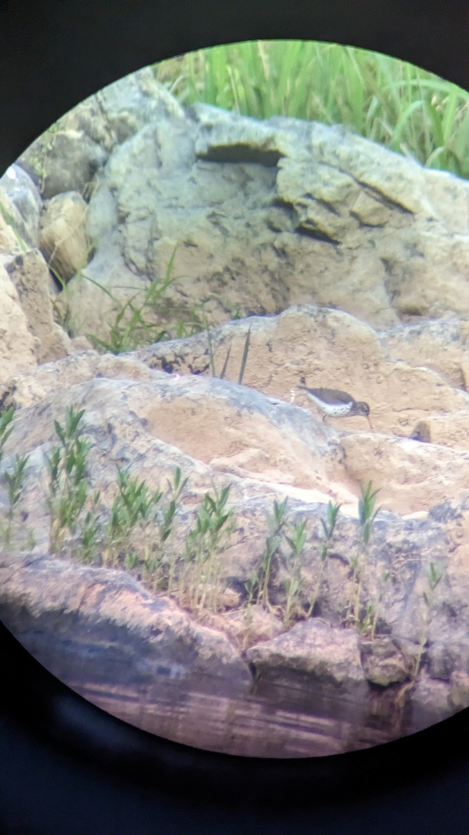 Spotted Sandpiper - ML571117111