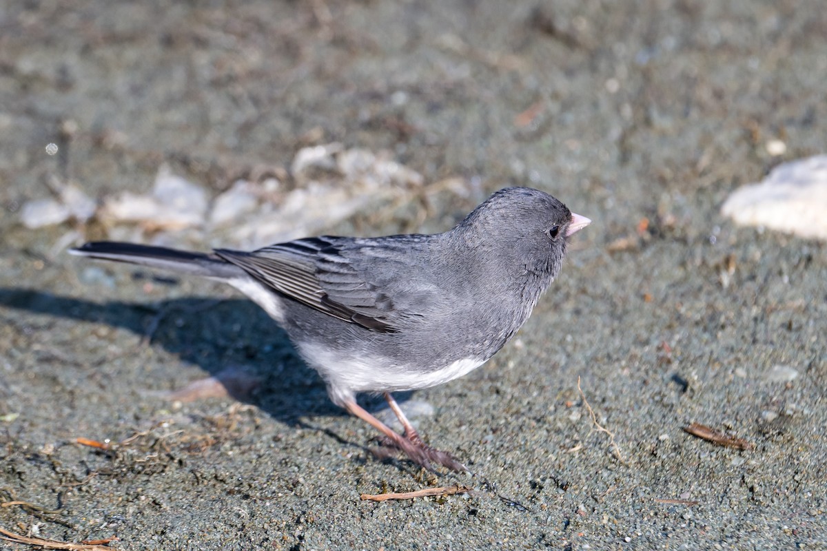 Dark-eyed Junco - ML571117601