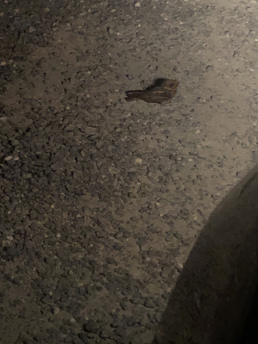 Chuck-will's-widow - ML571117981