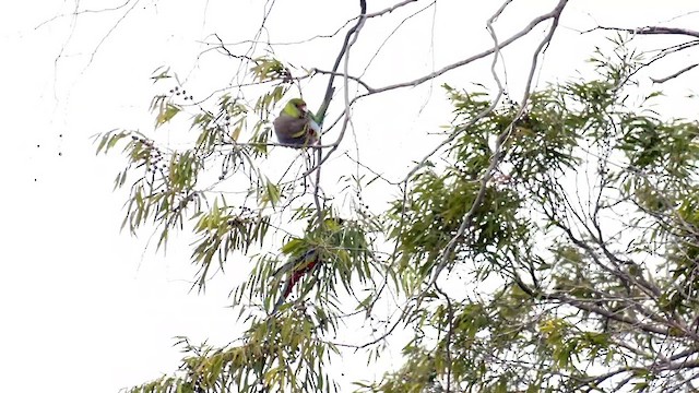 Red-capped Parrot - ML571118301