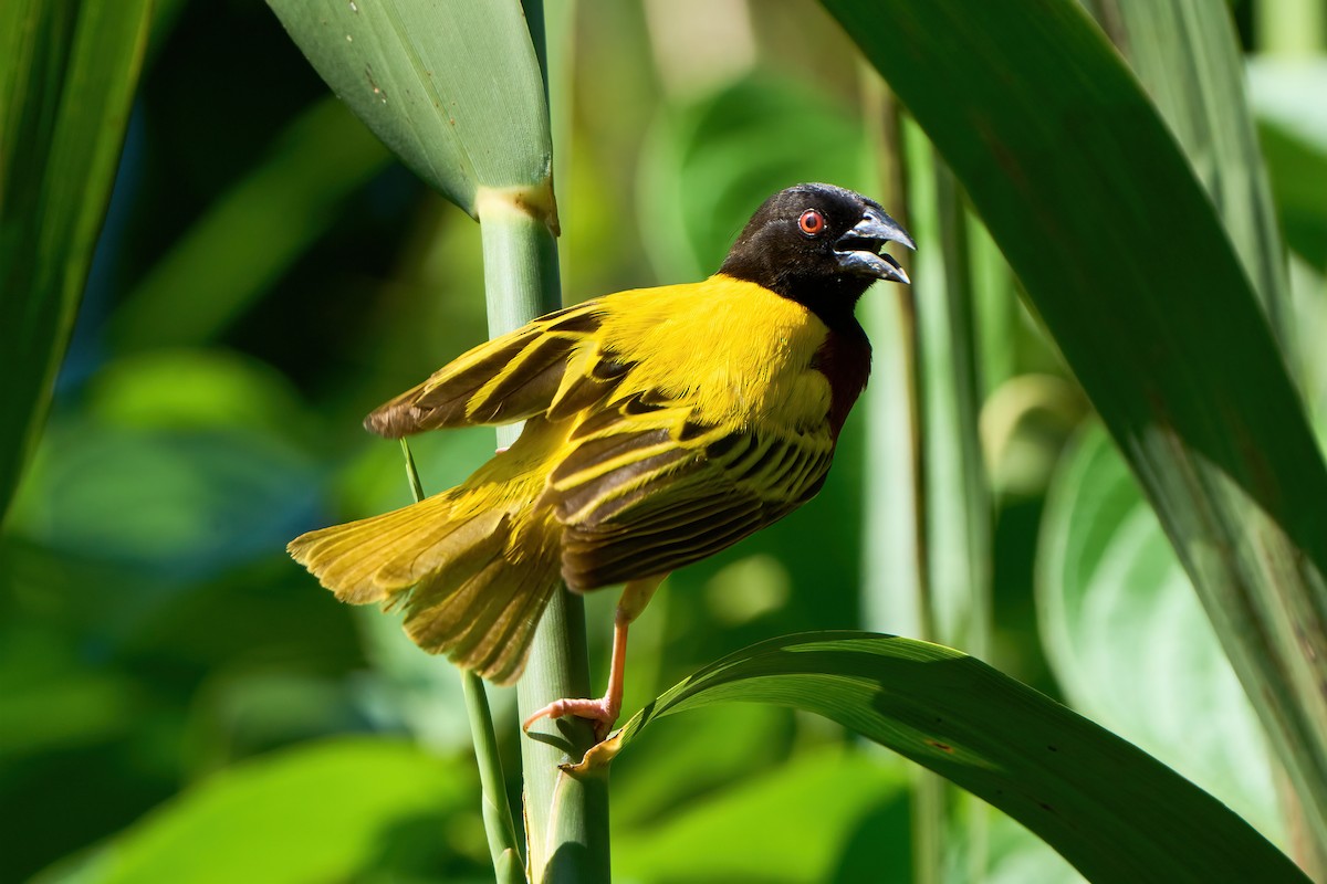 Golden-backed Weaver - ML571118551