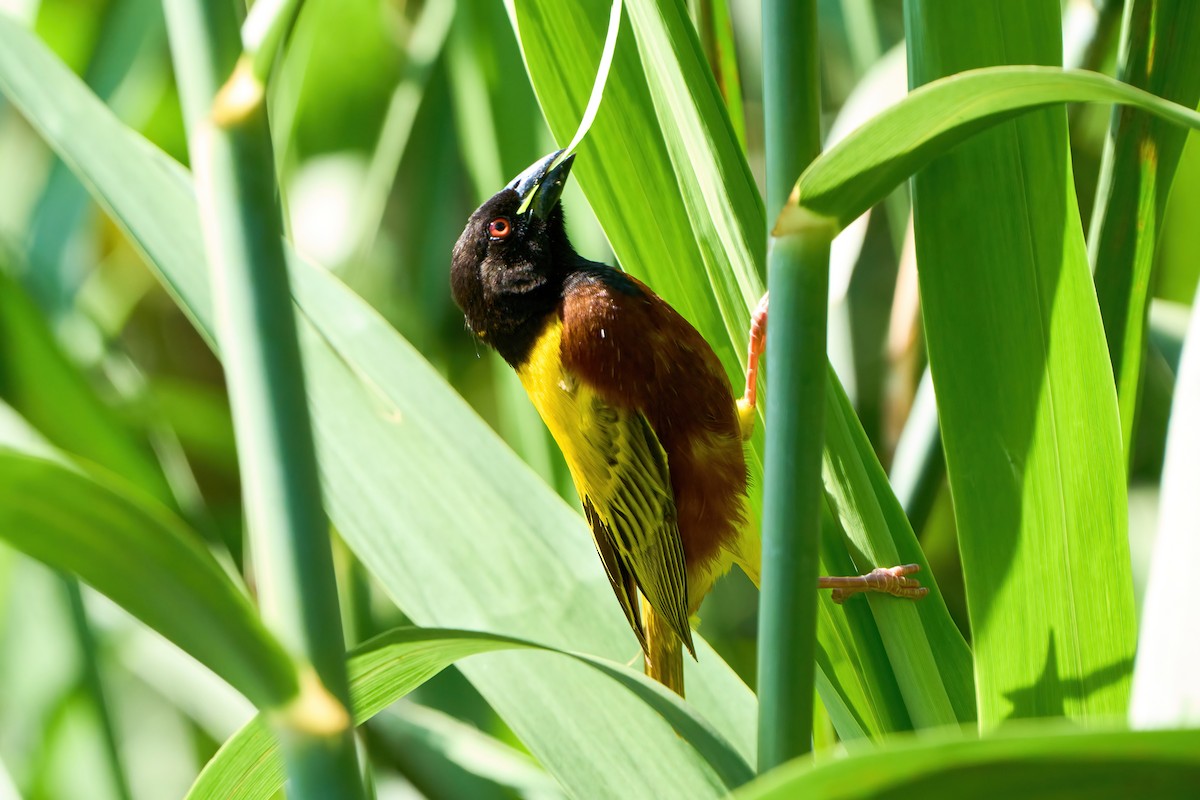 Golden-backed Weaver - ML571118591