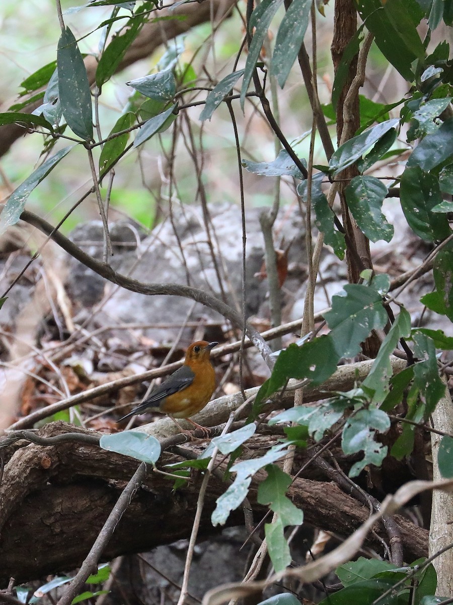 Orange-headed Thrush - ML571118671