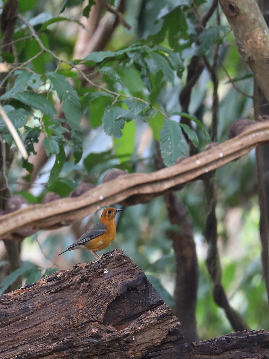 Orange-headed Thrush - ML571118681