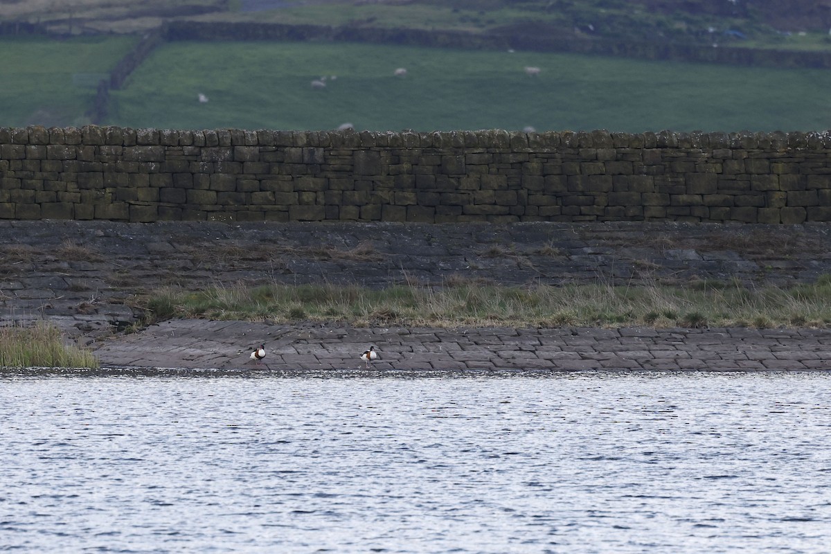 Common Shelduck - ML571118711