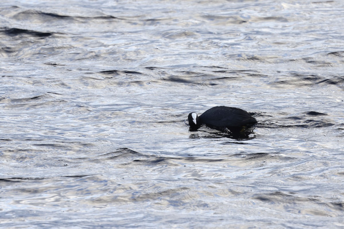 Eurasian Coot - ML571118731