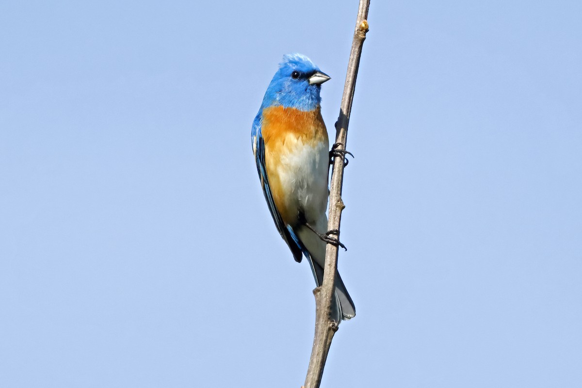 Lazuli Bunting - Rick Dancer