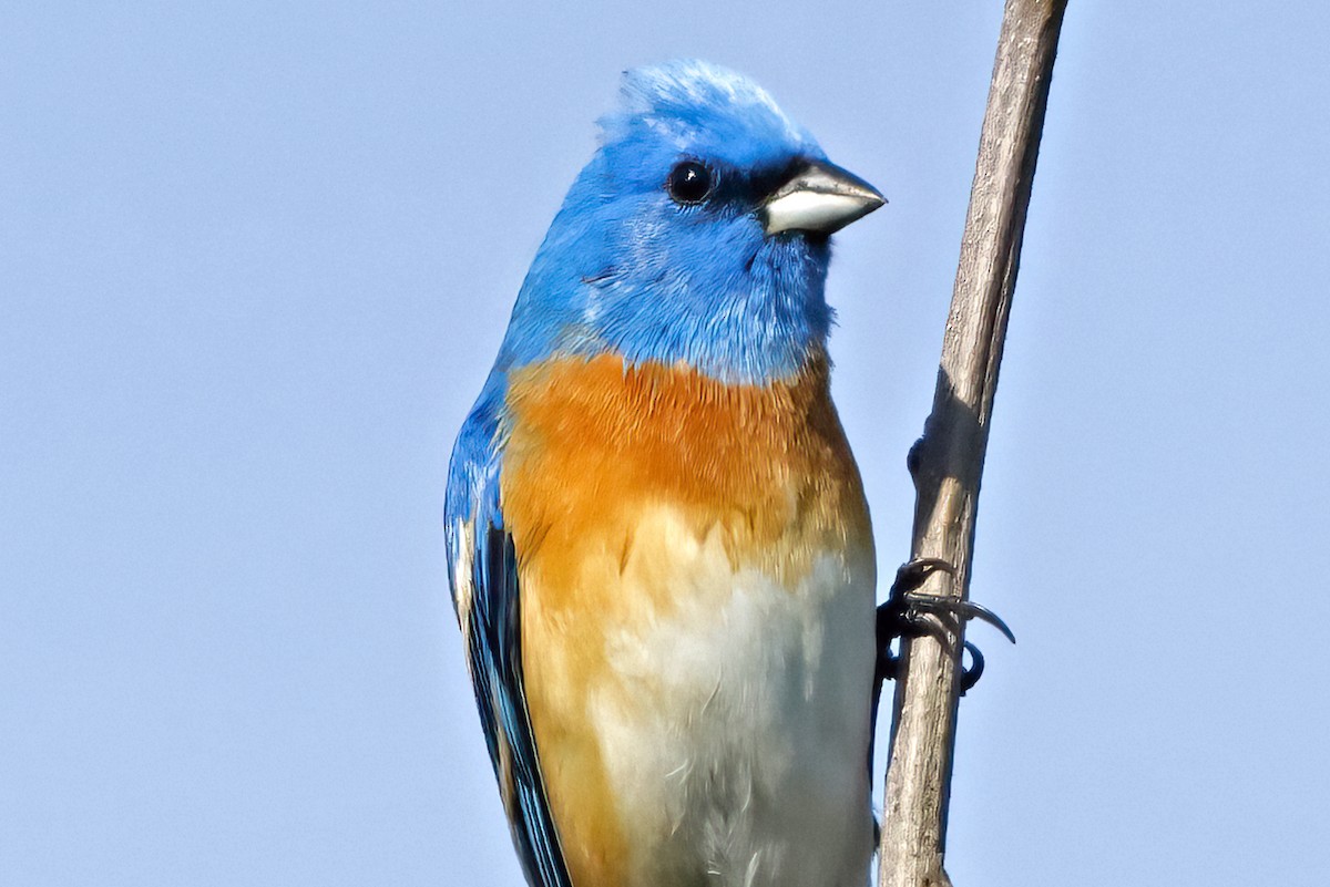 Lazuli Bunting - Rick Dancer