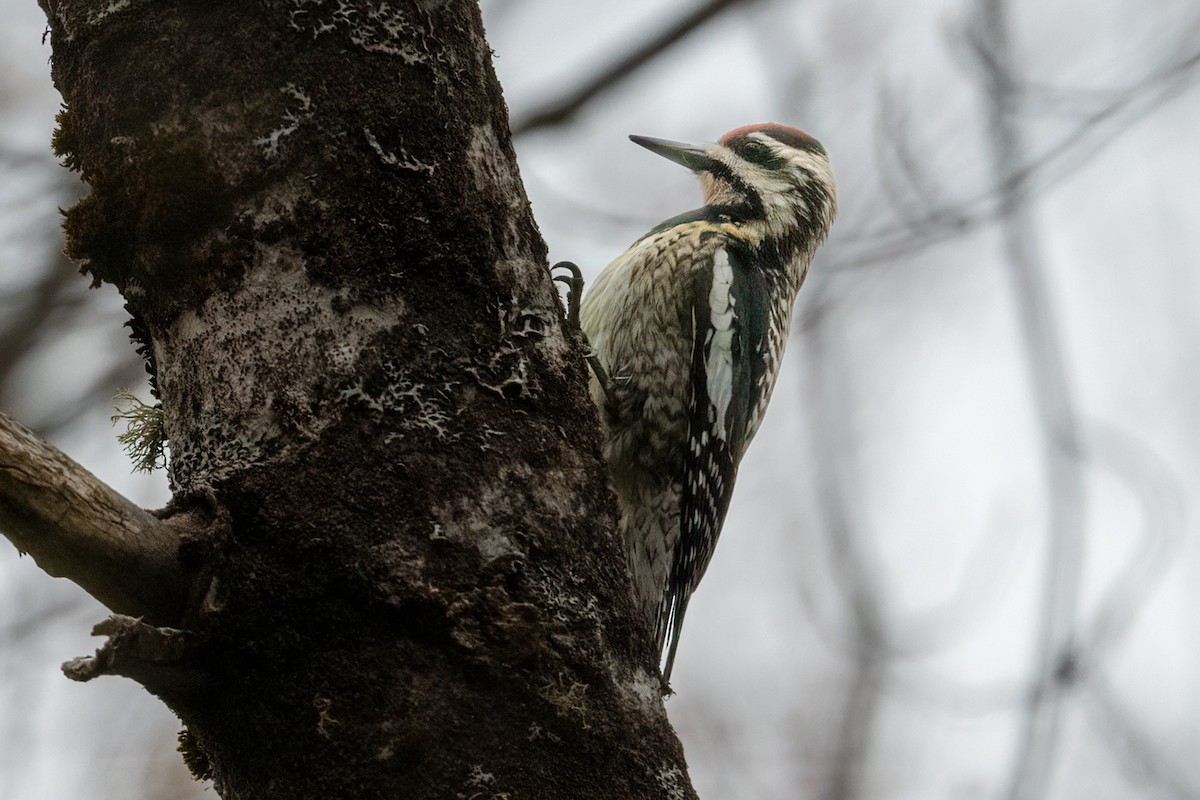 Yellow-bellied Sapsucker - Richard Stern