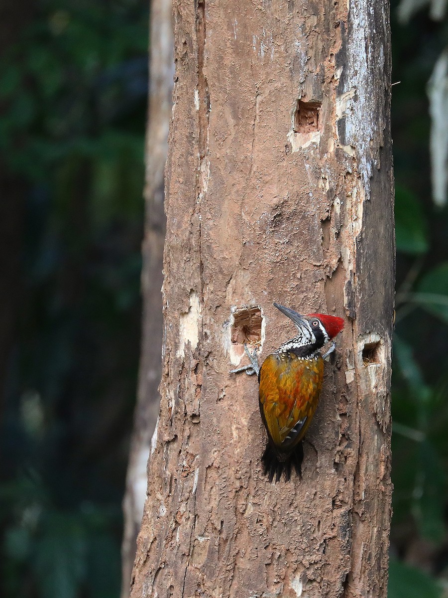 Greater Flameback - ML571119681