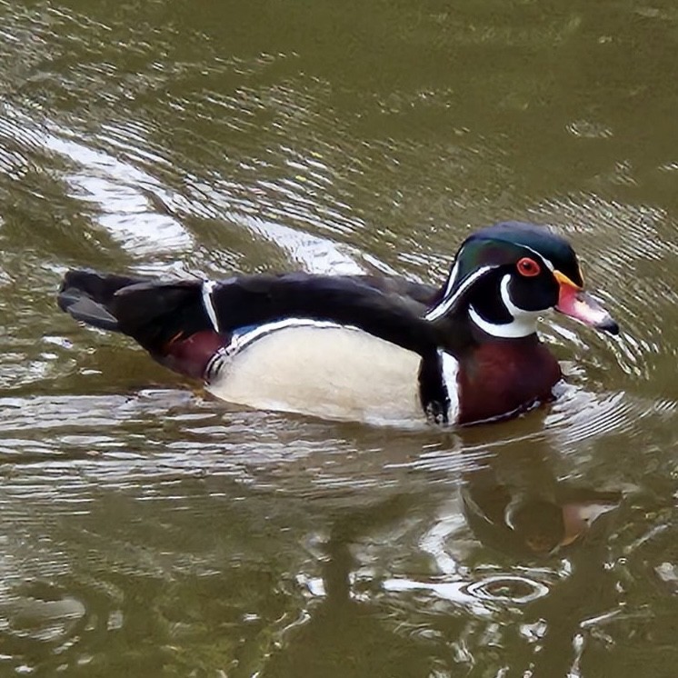 Wood Duck - ML571119691