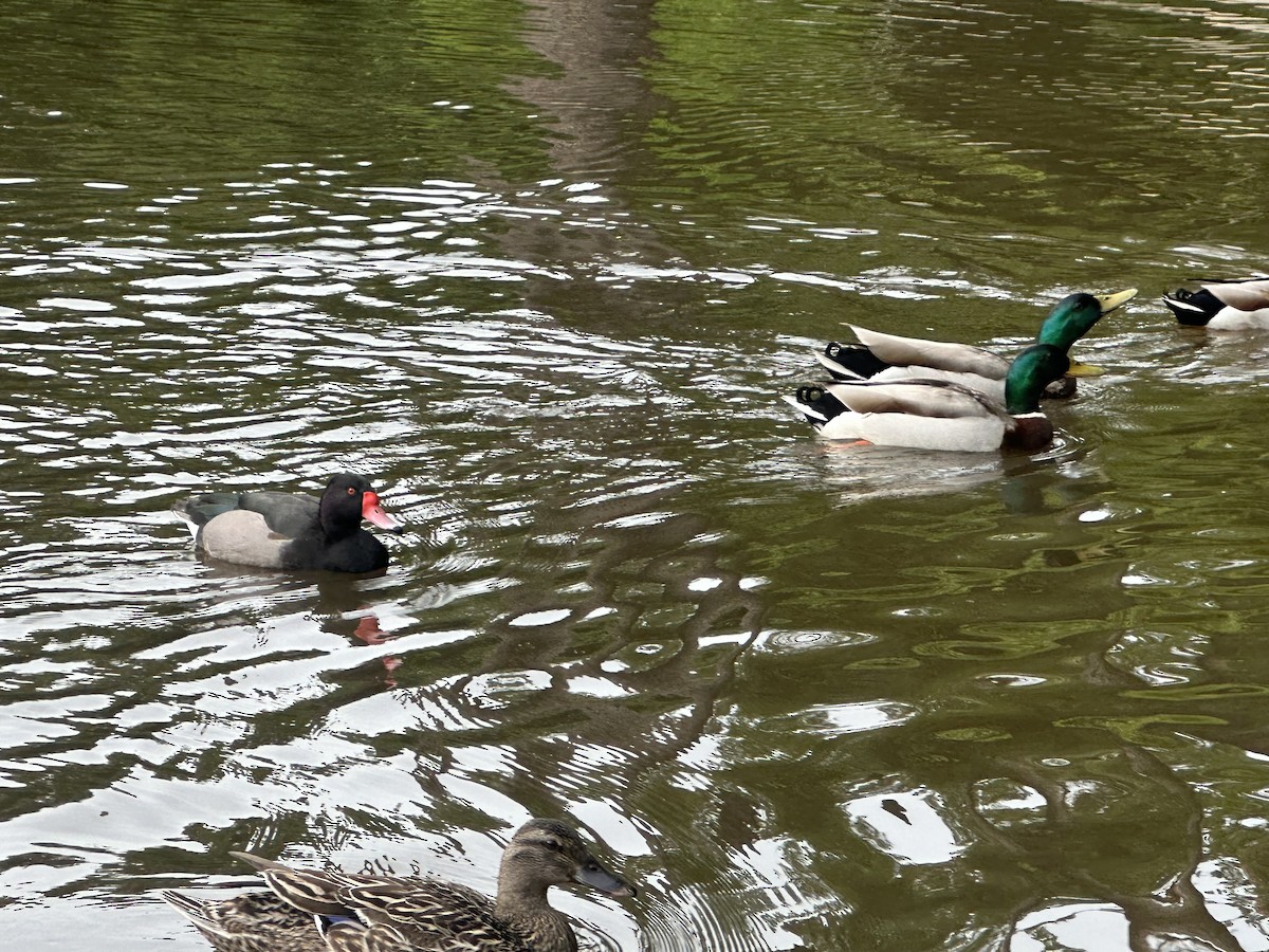 Mallard - ML571119711