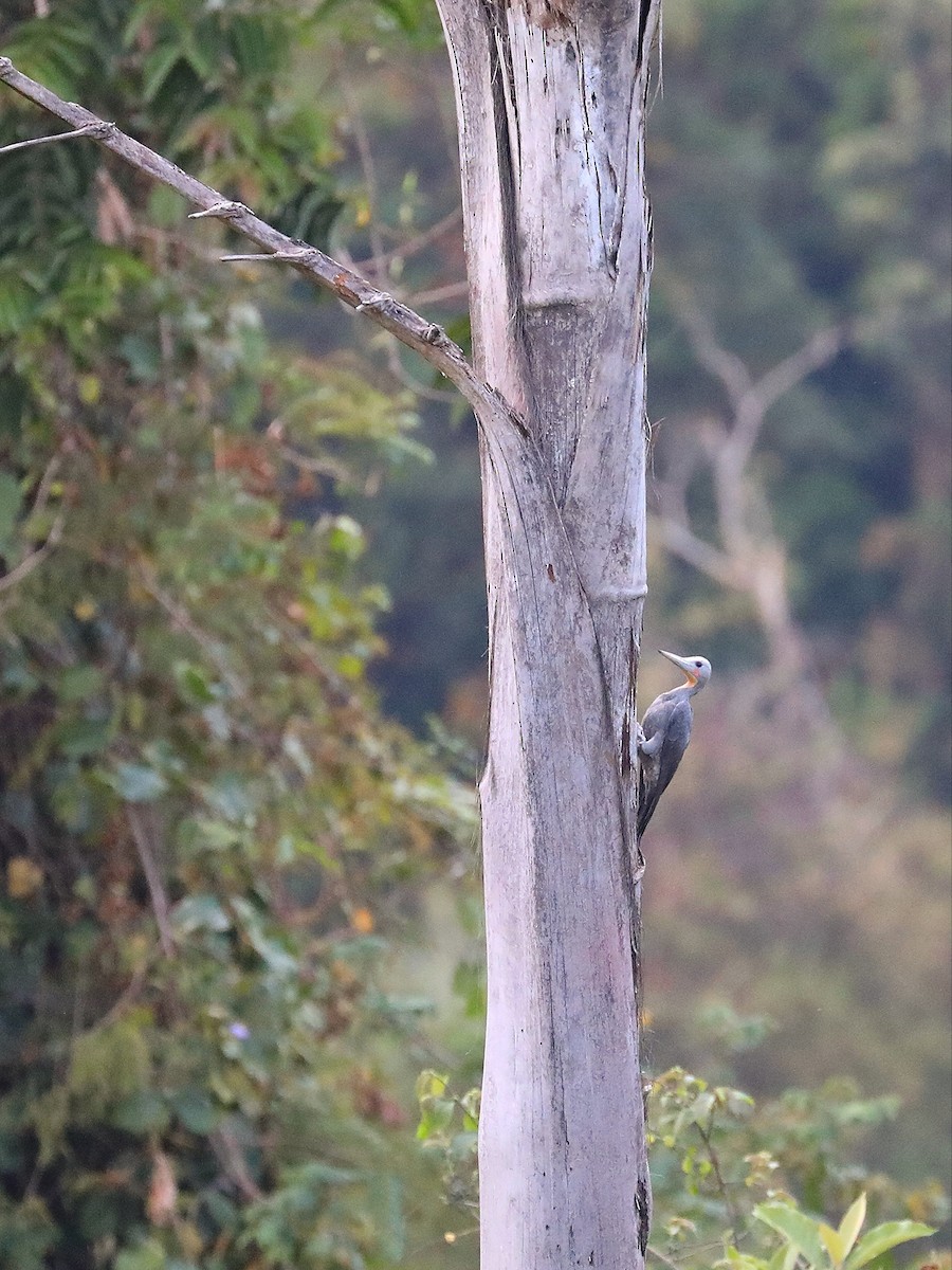 Great Slaty Woodpecker - ML571120161