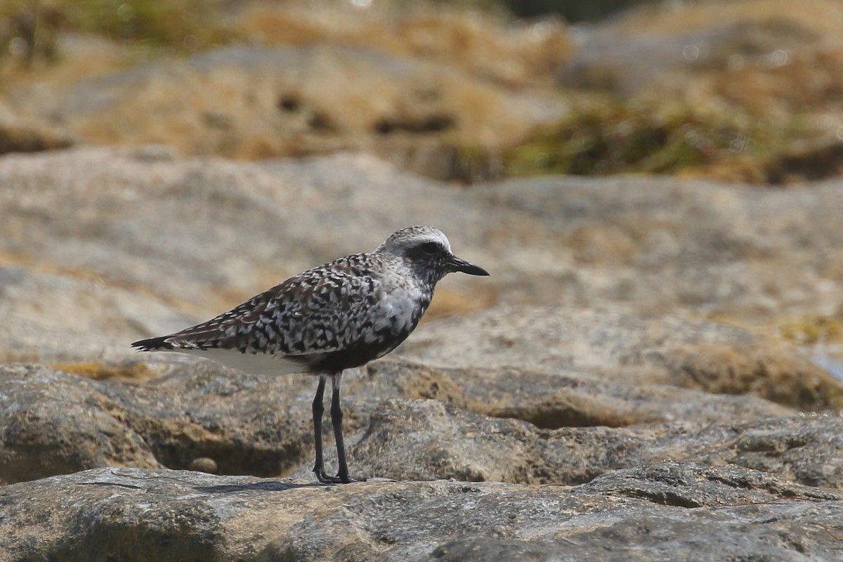 Black-bellied Plover - Bruce Robinson