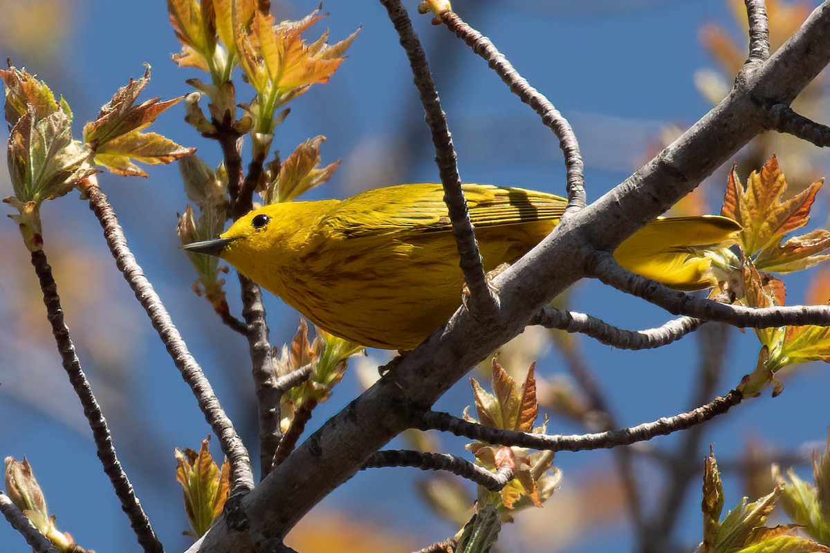 Yellow Warbler - ML571120561