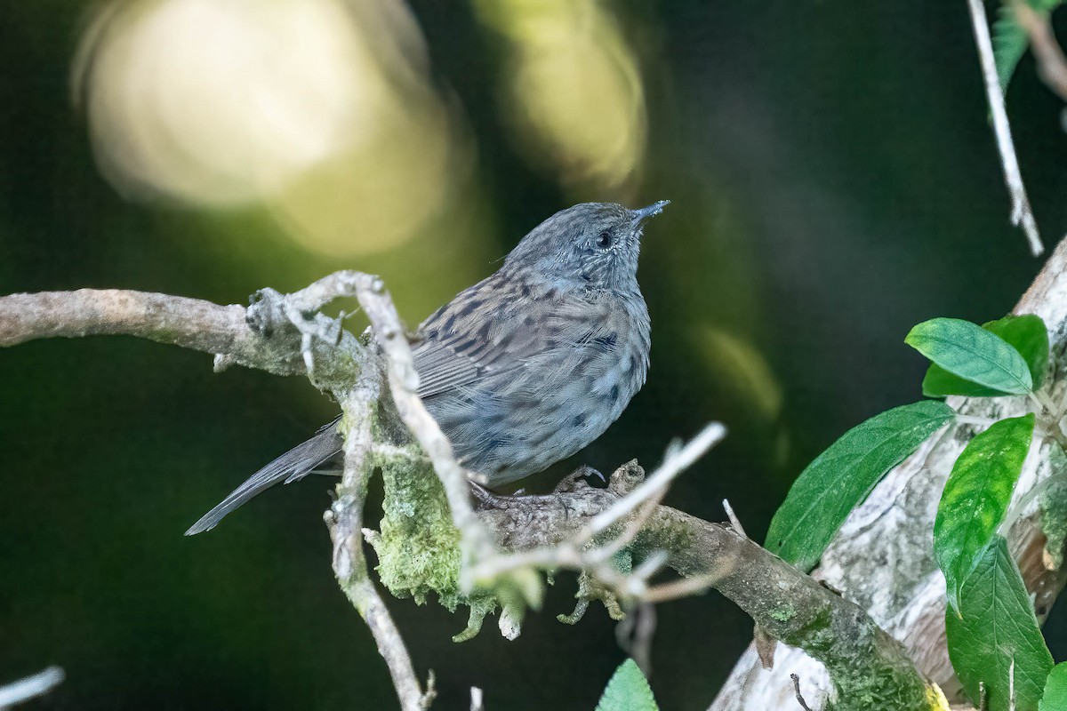 Dunnock - Bill Hebner