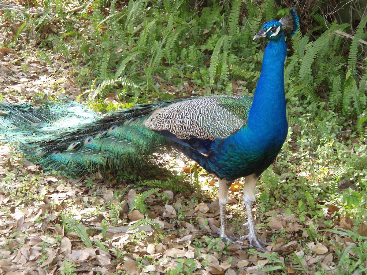 Indian Peafowl - ML571121621