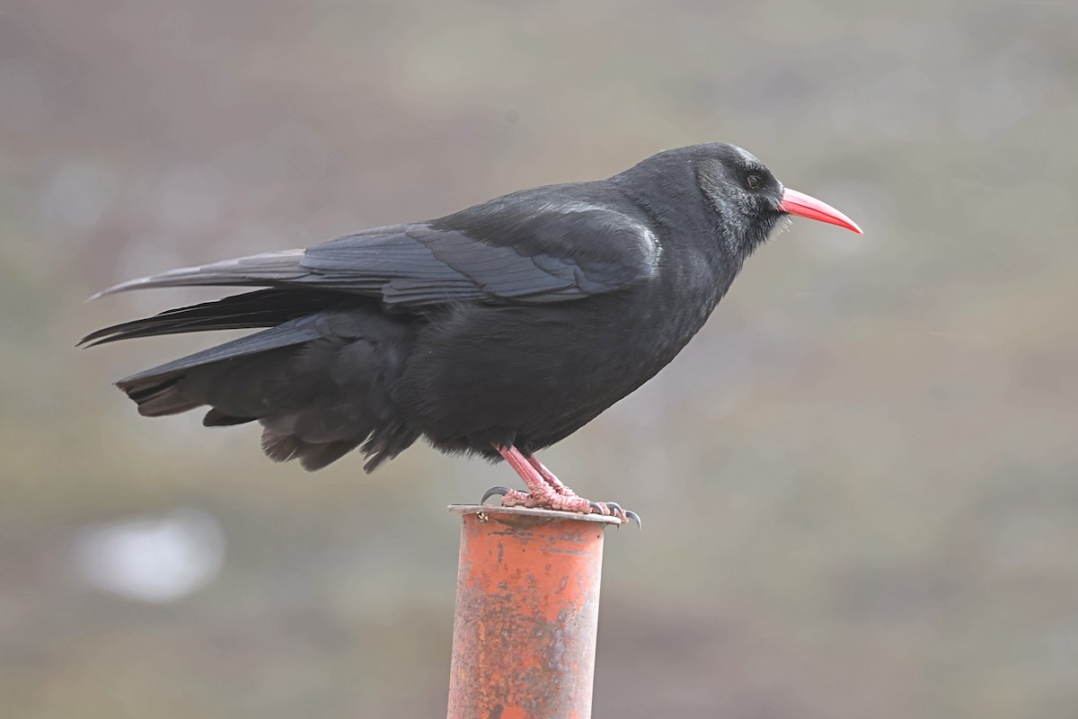 Red-billed Chough - ML571121931