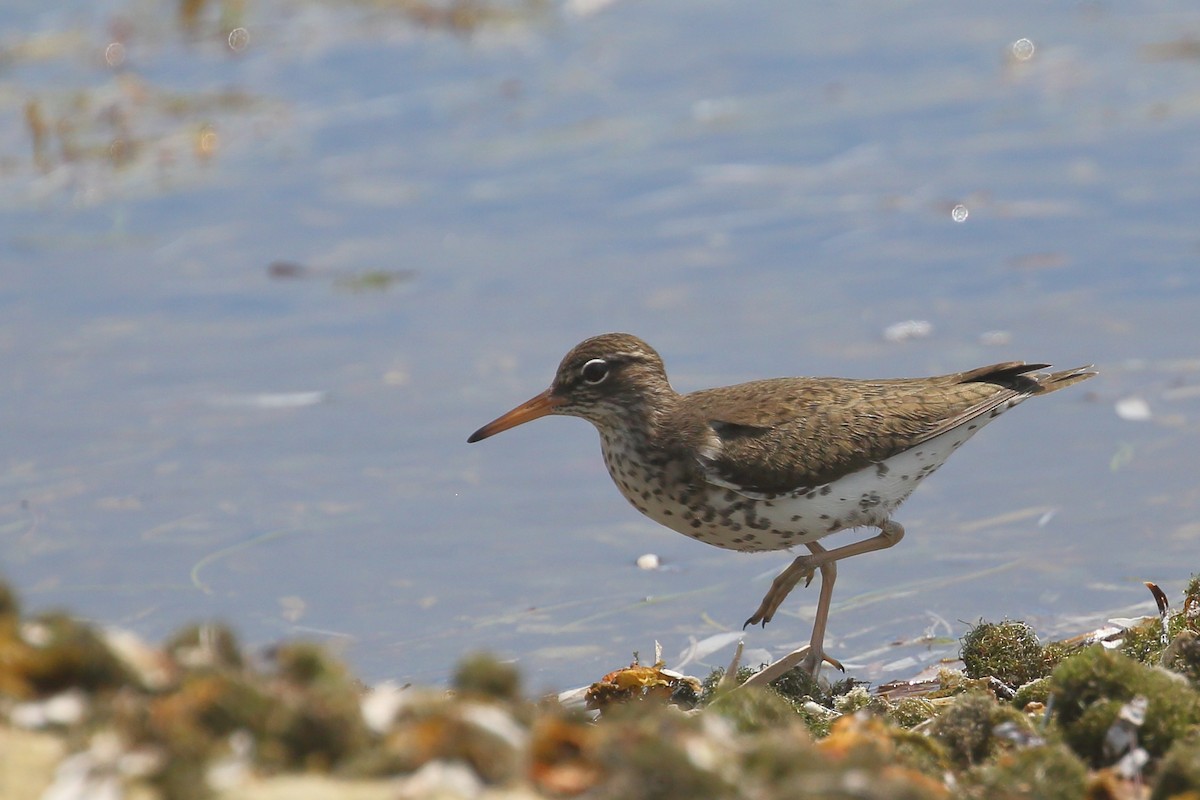 Spotted Sandpiper - Bruce Robinson