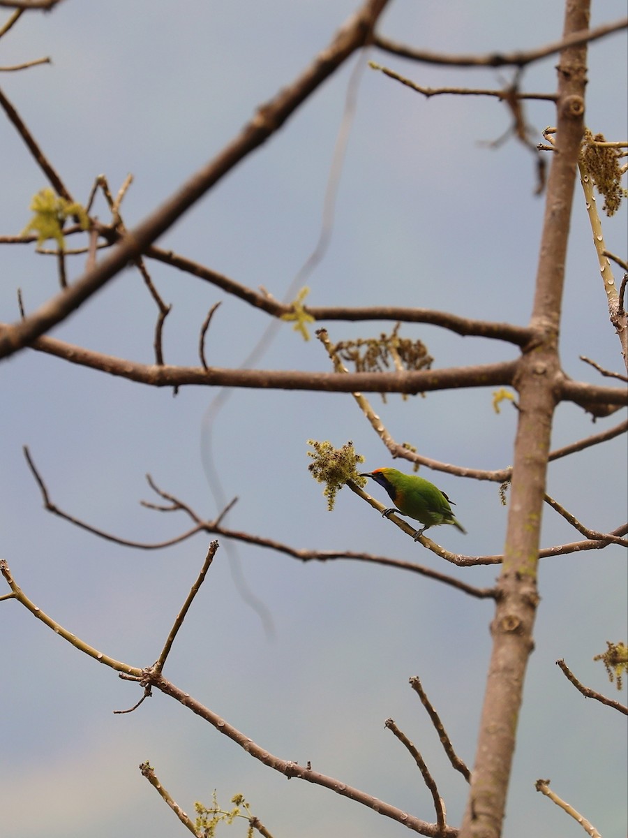 Golden-fronted Leafbird - ML571122391