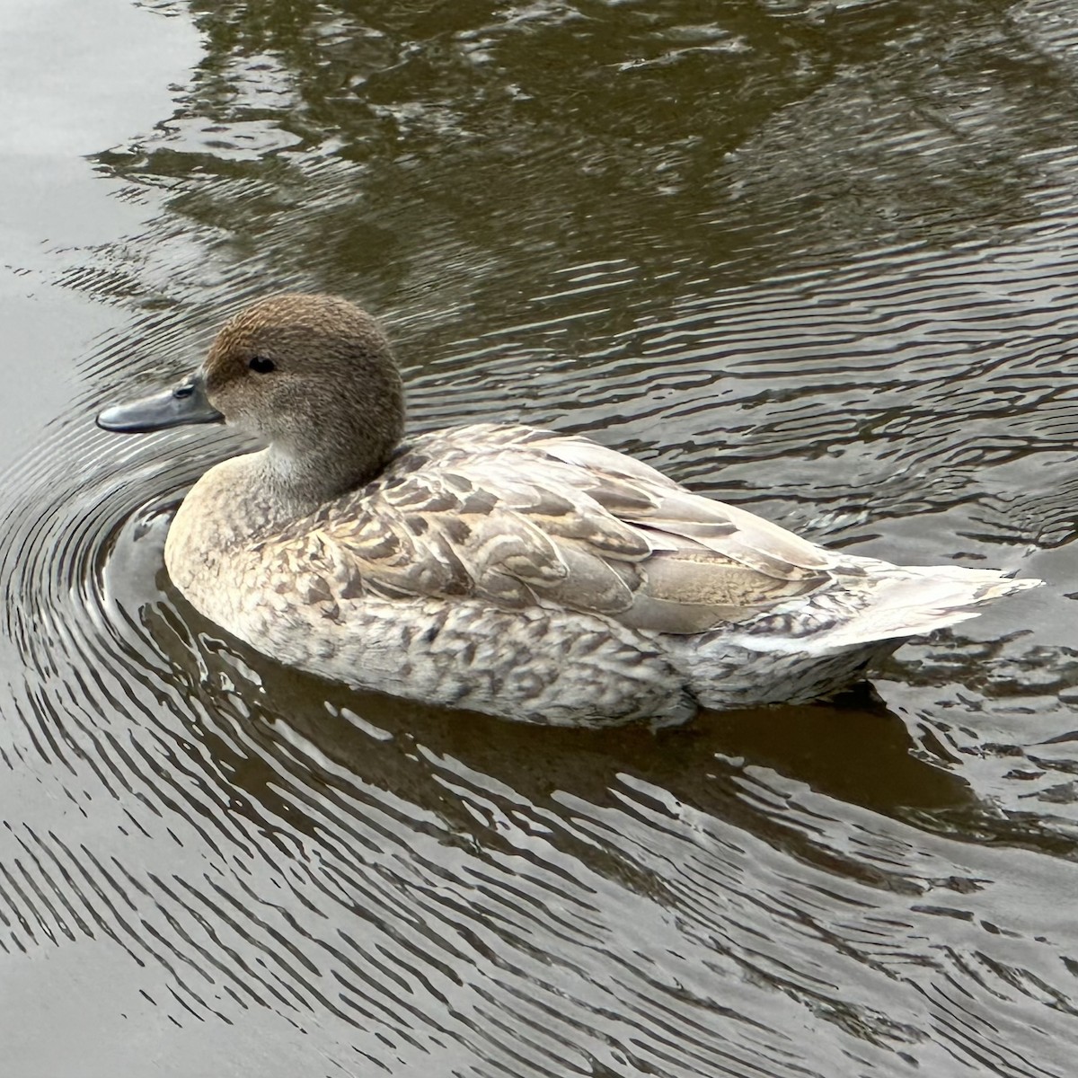 Northern Pintail - ML571122831