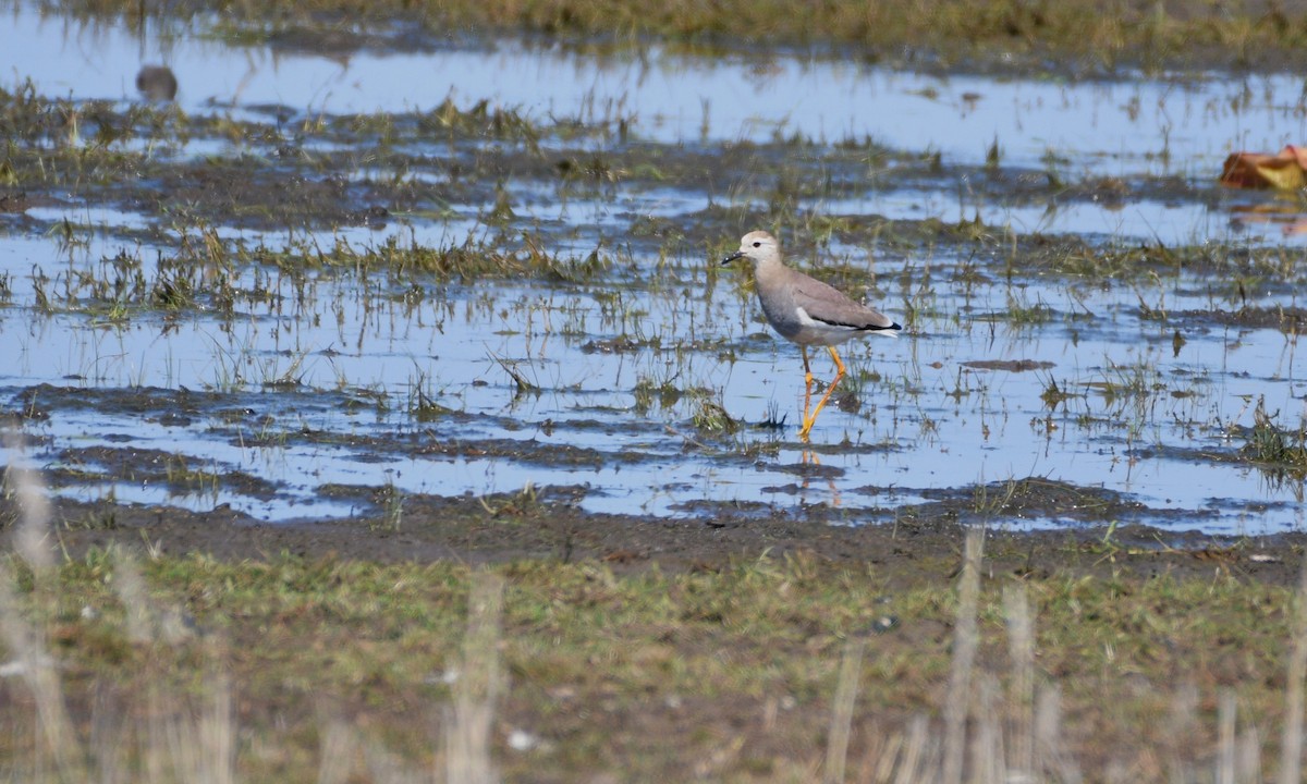 White-tailed Lapwing - ML571123001