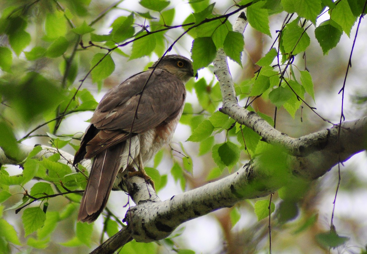 Eurasian Sparrowhawk - ML571123261