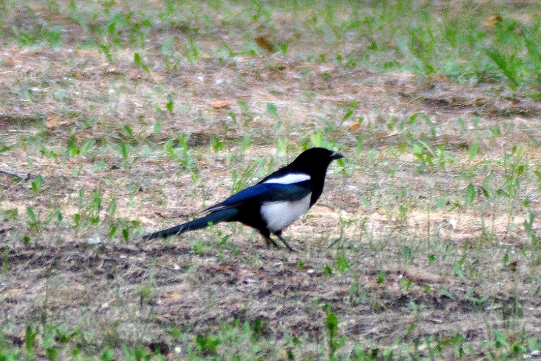 Eurasian Magpie - ML571123551