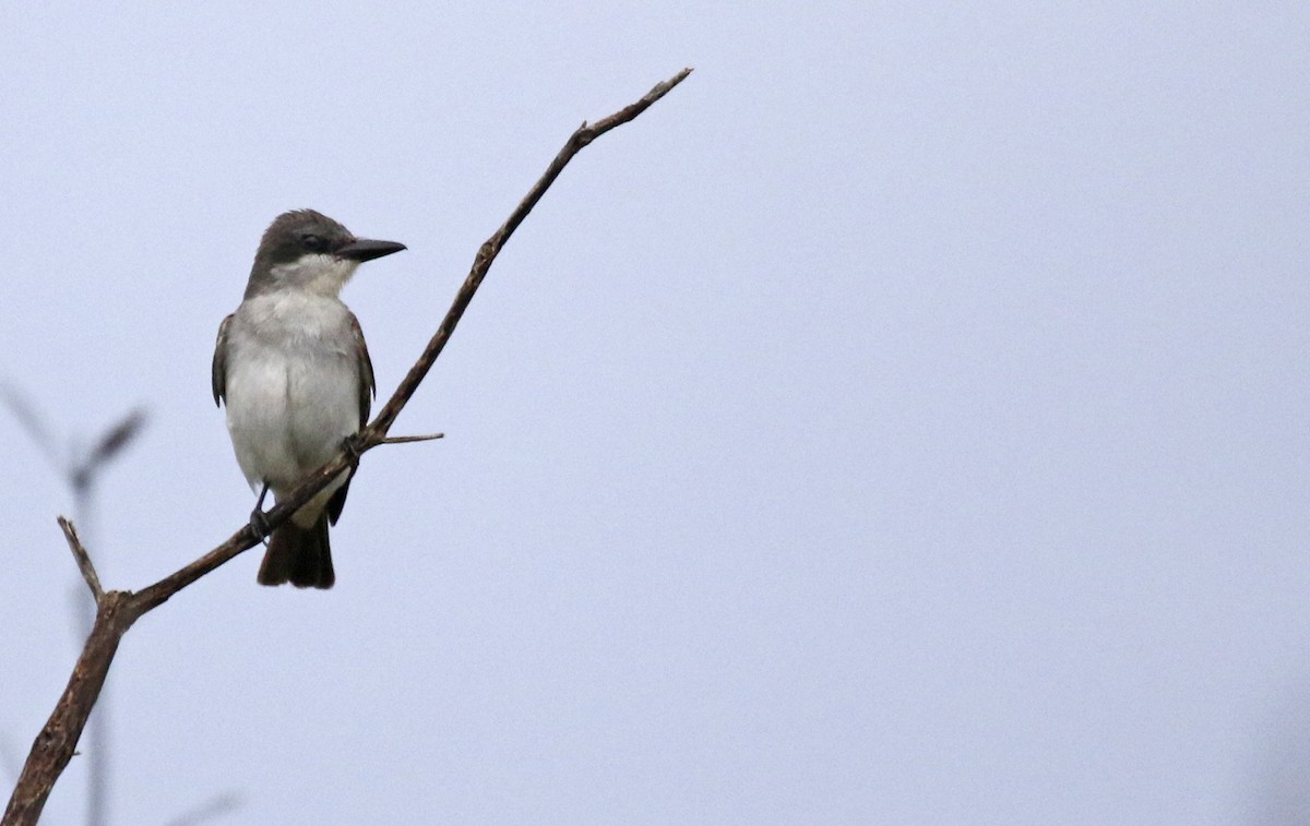 Gray Kingbird - ML571123581